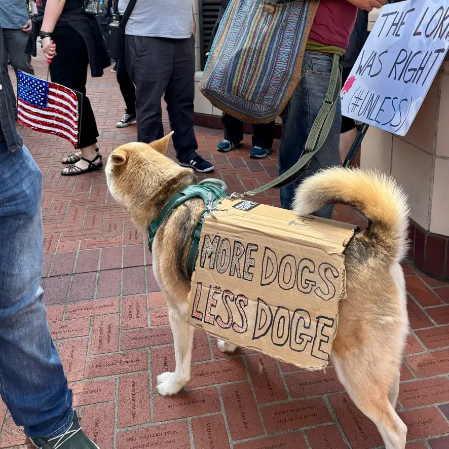 More Dogs Less DOGE